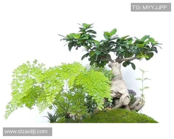 盆栽种植技巧与养护方法全面解析，打造绿色家居环境的必备指南